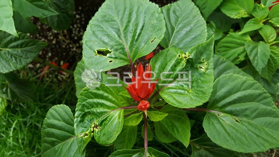 셀비어,사루비아,빨간꽃,식물,plant