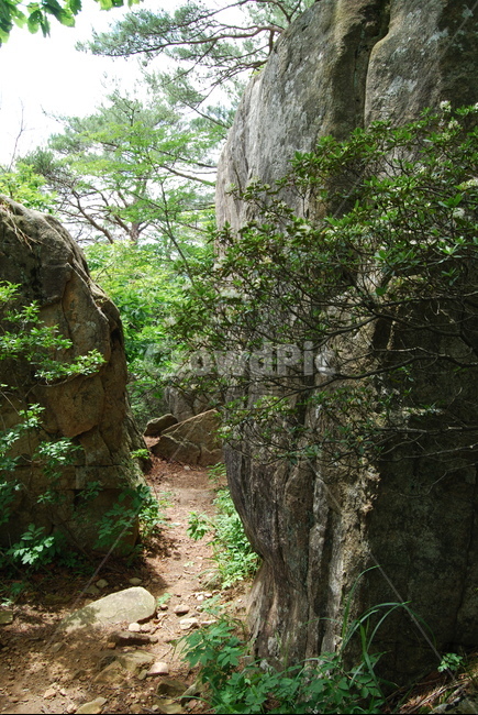 돌,바위,자연,나무,탐방로,자연,풍경,nature,landscape,tree,plant,식물,tree trunk,나무 줄기