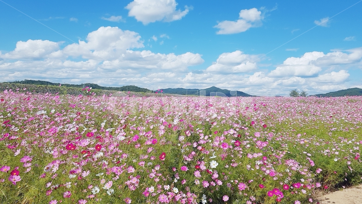코스모스,하늘,자연,구름,꽃,flower,들,가을