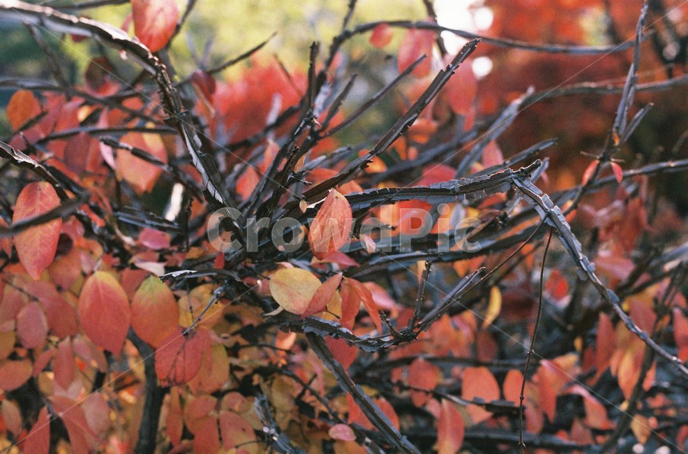 식물,빨강,단풍,나뭇가지,필름,필름사진,식물,자연,plants,nature,나무,trees,wood
