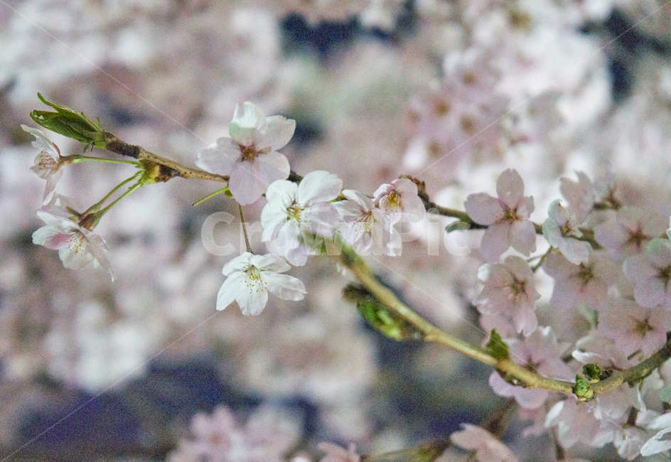 벚꽃,봄꽃,벚꽃축제,꽃놀이,벚꽃놀이,접사,불광천,flower,감성