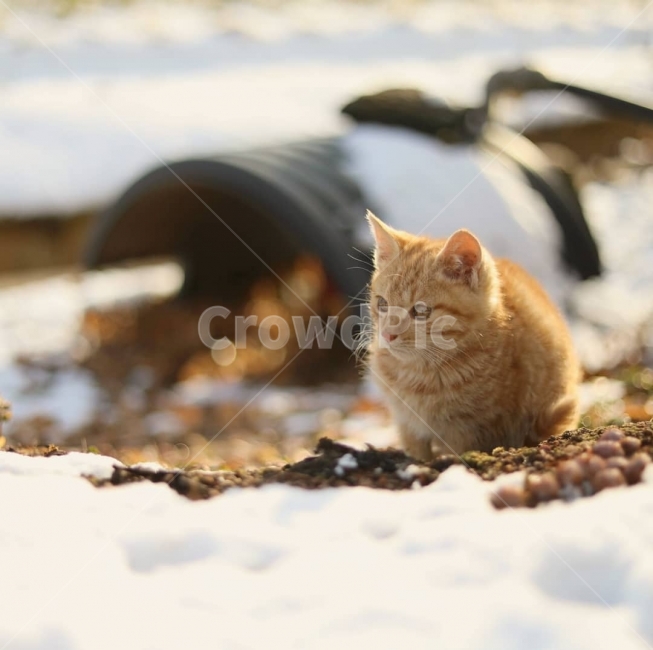 고양이,동물,야옹이,캐논사진,빛모아농원,궁댕이아기,다니,동물,animal,포유류,mammal,고양이,cat,kitten,kitty