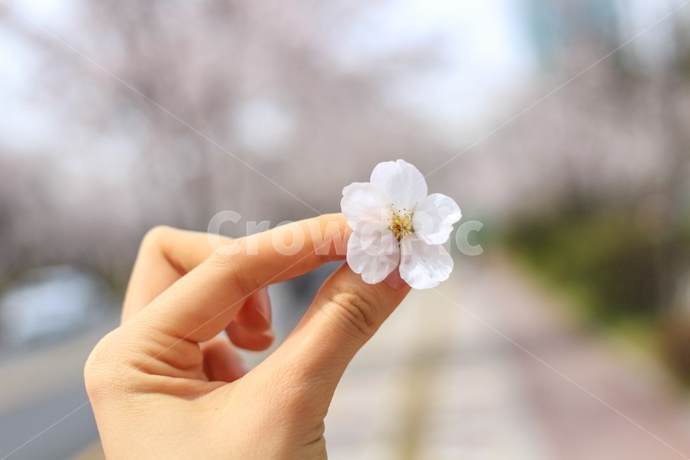 손,벚꽃,길,여의도,봄,봄,계절,spring,season,식물,자연,plants,nature,꽃,flower,사람,인물,인간,human,person,신체일부,몸,body,plant
