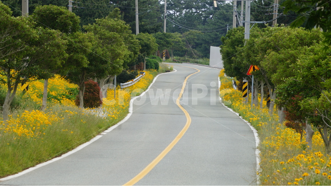 금계국,금계국꽃,꽃,꽃사진,식물,자연,풍경,nature,landscape,교통,교통수단,traffic,transportation,road,도로,highway,고속도로,freeway,고속 도로