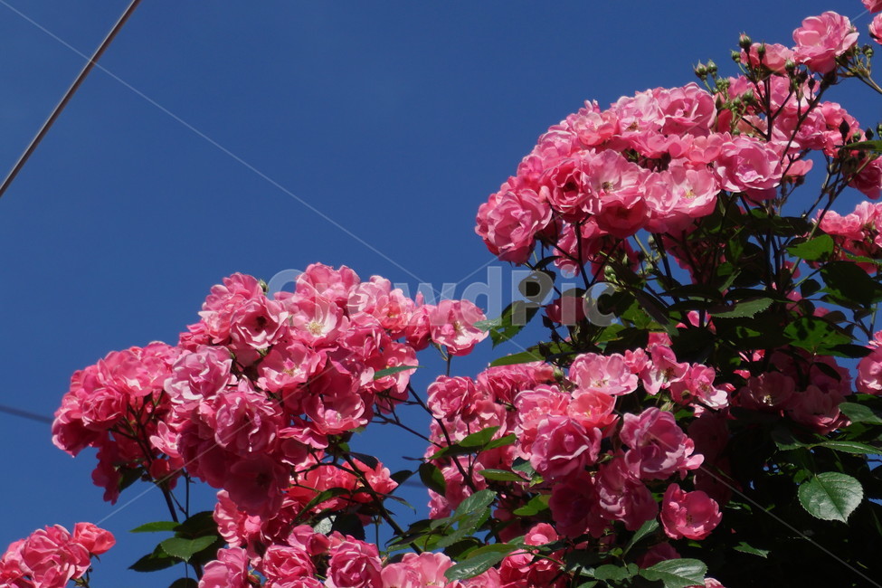 꽃,장미,봄,하늘,분홍,핑크,rose,flowers,flower,식물,자연,plants,nature,꽃,flower