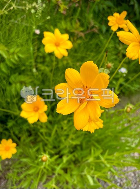 goldencoreopsis,in full bloom,bio,yellow cosmos,flower road,spring,eco,beautiful,botanical,pin,Haman Geum chickadee,season,seasons,blurred background,warm,closeup,background,plant,colorful,Coreopsis,color,yellow flower,yellow,bright,spring flower,flower g