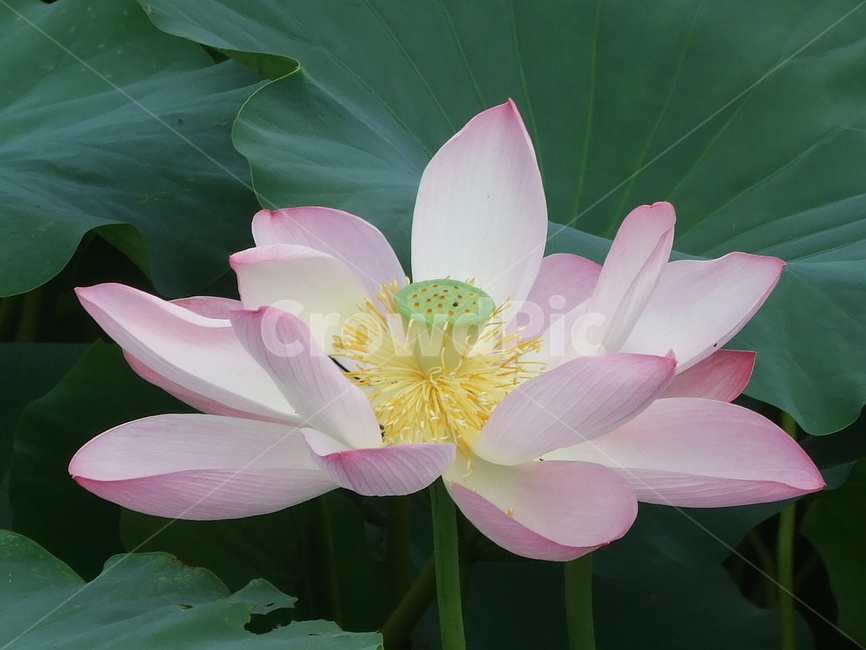 식물,꽃,꽃잎,연꽃,겹꽃,식물,자연,plants,nature,꽃,flower