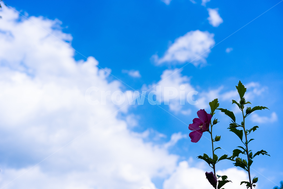 하늘,sky,nature,자연,무궁화,flower