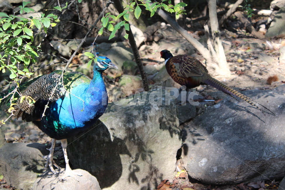 peacock,zoo,peahen,공작,animal,동물,bird,새,동물원,조류,동물,animal,조류,새,birds