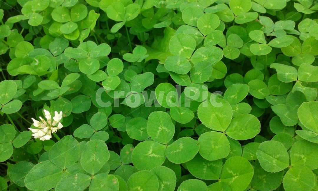 leaf,잎,plant,식물,green,초록,세잎클로버,토끼풀,식물,자연,plants,nature
