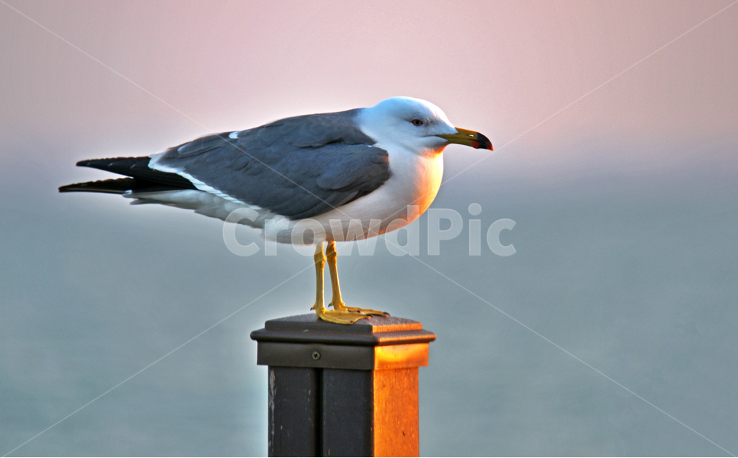 갈매기,새,조류,바다,궁평항,난간,목책,동물,animal,조류,새,birds