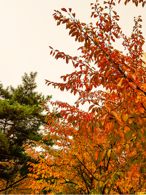 leaf,잎,plant,식물,tree,나무,maple,단풍,가을,계절,fall,autumn,season,식물,자연,plants,nature