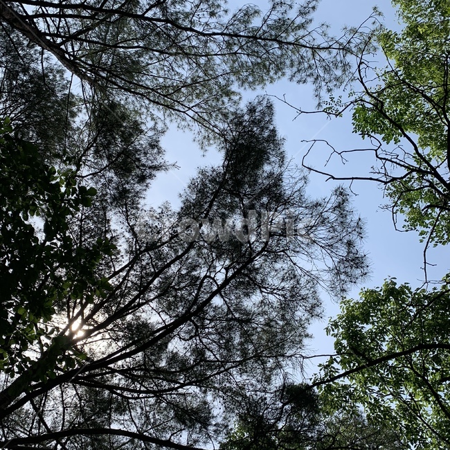 하늘,나무,숲,산,구름
