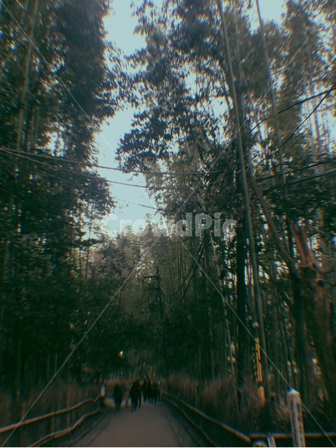 대나무,필름사진,필름,film,대나무숲,자연,nature,일본