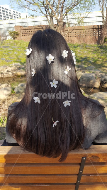 벚꽃,머리,인물,여자,뒷모습,사람,고등학교,학교,학창시절,추억,봄,헤어,머리카락,꽃,긴머리,중간머리,cherryblossom,hair,human,person,female,lady,woman,school,spring,sensible,feeling