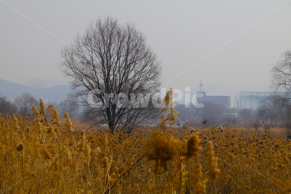 강,숲,나무,갈대,억새,풀,가을,계절,fall,autumn,season,자연,풍경,nature,landscape,outdoors,옥외,weather,날씨