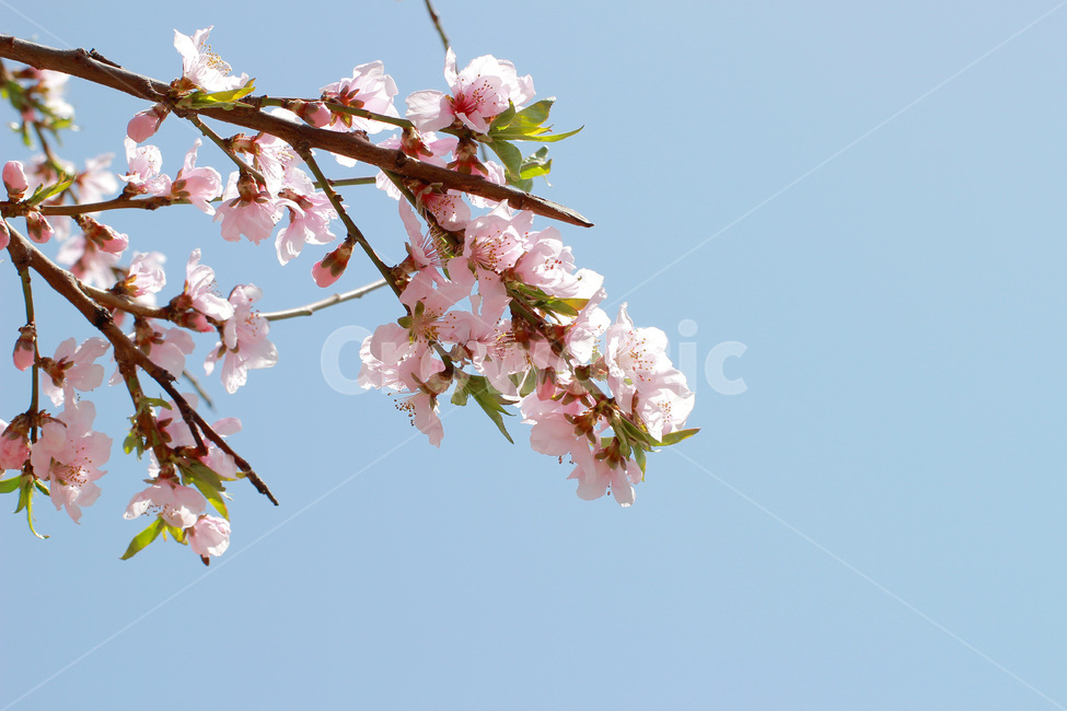 plant,식물,cherryblossom,벚꽃,감성,봄,계절,spring,season