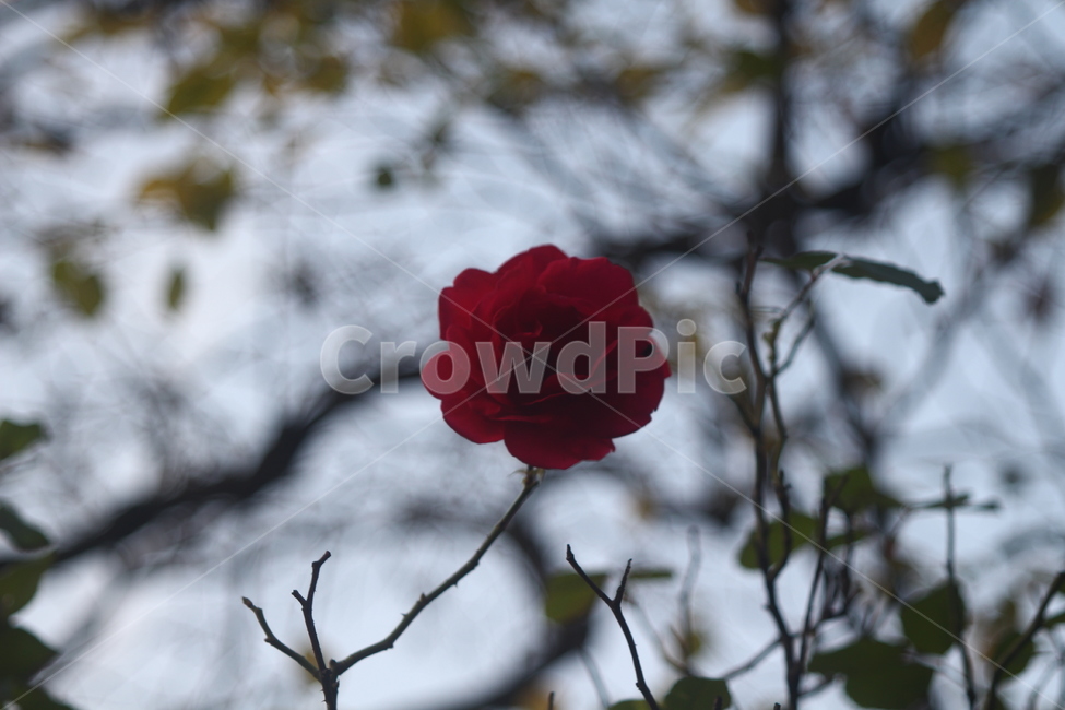 꽃,장미,가을,가시,홀로,식물,자연,plants,nature,꽃,flower