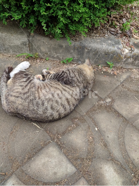 고양이,길고양이,대학교,cat,ねこ,ねこ,동물,animal,포유류,mammal,고양이,cat,kitten,kitty