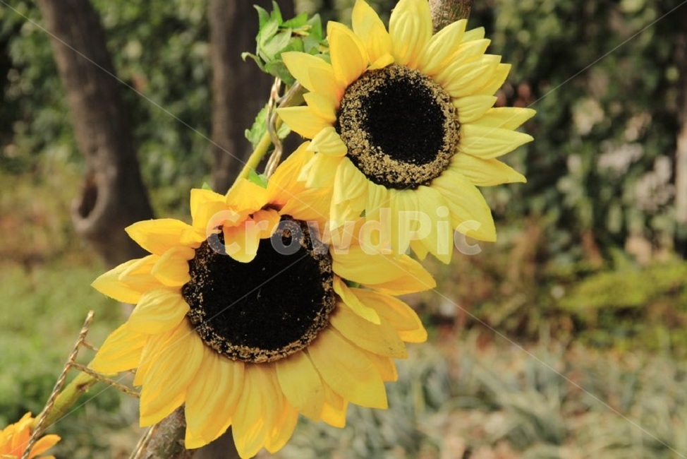 해바라기,꽃,자연,노란색,싱그러움,식물,자연,plants,nature,꽃,flower