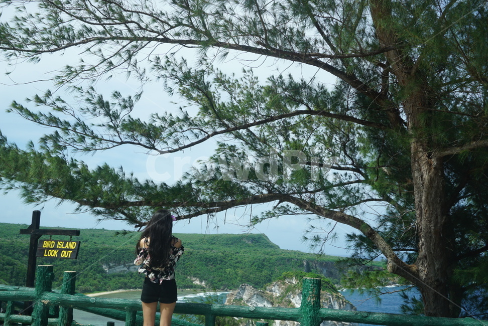 바다,섬,버드아일랜드,사이판,뒷모습,saipan,vacation,trip,휴가,island,birdisland,침엽수,나무,울타리,여성,여자,여행,해외여행,휴양지,관광
