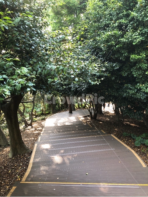 공원,길,햇살,쉼터,풍경,나무,배경,고요,화사함,분위기,감성,자유,힐링,휴식,산책,자연,nature,야외,자연광,식물,색감,산책로,내리막길,수목,수목원