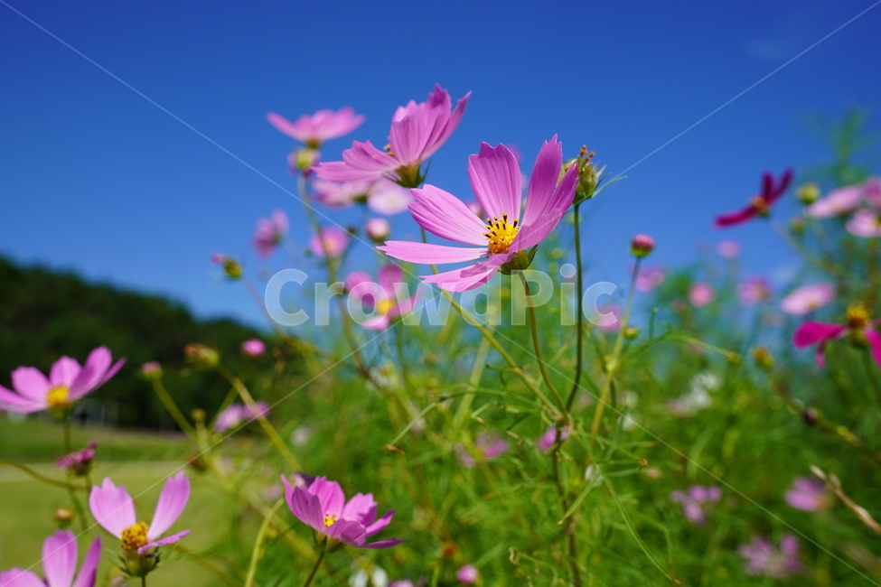 식물,꽃,코스모스,봄,꽃잎,식물,자연,plants,nature,꽃,flower