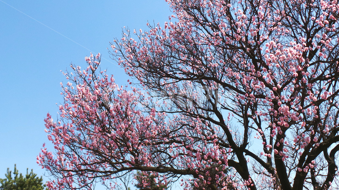 벚꽃,벚나무,봄,blossom,꽃