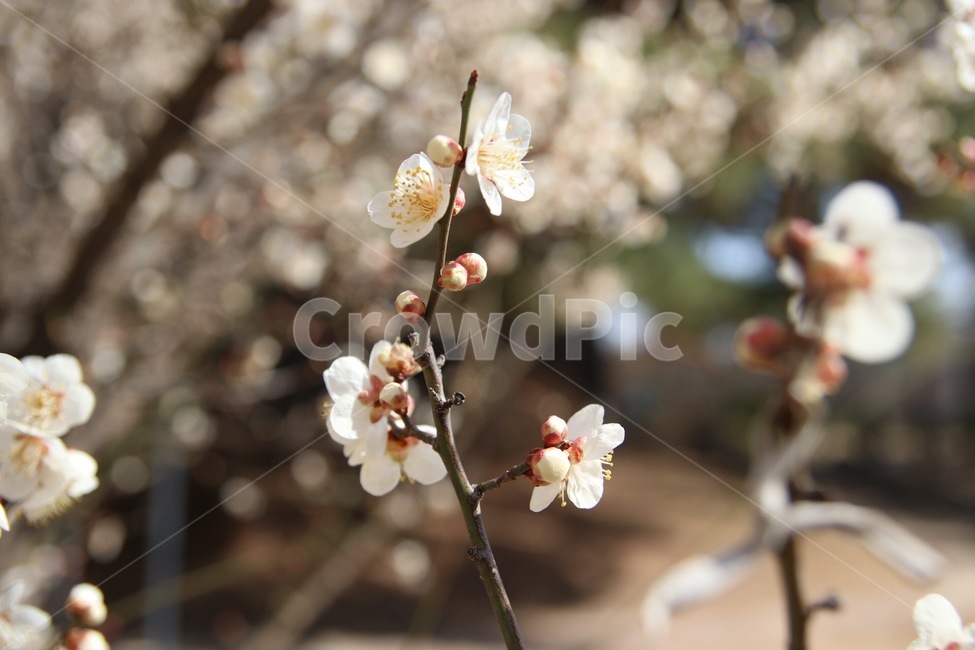 벚꽃,봄,꽃,겹벚꽃,분홍,핑크,벚나무,계절,데이트,포커스,벚꽃길,따뜻함,spring,cherryblossom,flower,pink,몽우리,봄,계절,spring,season,plant,식물,blossom