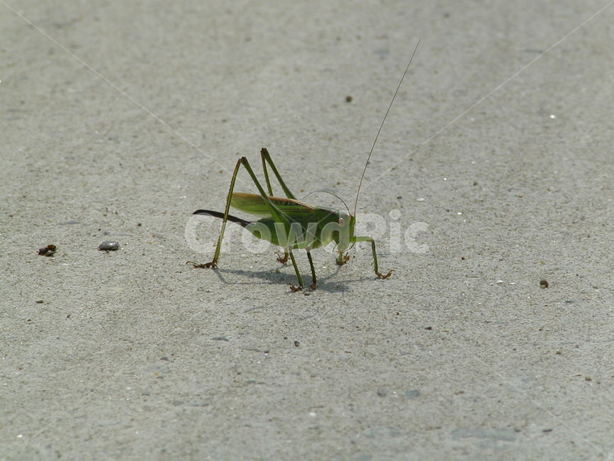 여치,메뚜기,곤충,벌래,locusts,insectlife,bulrae