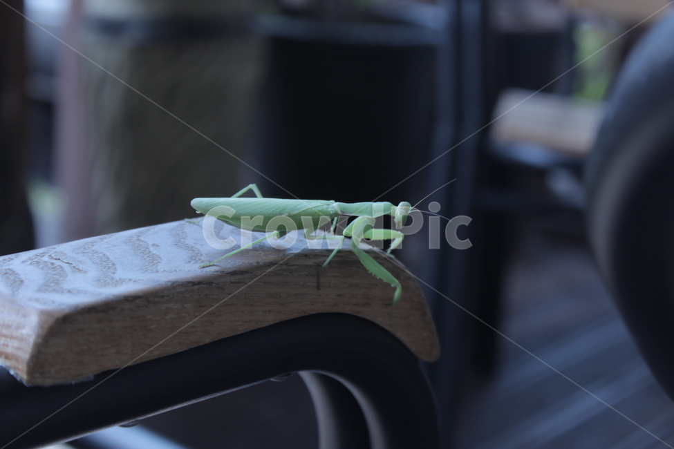 사마귀,곤충,mantis,자연,연두색