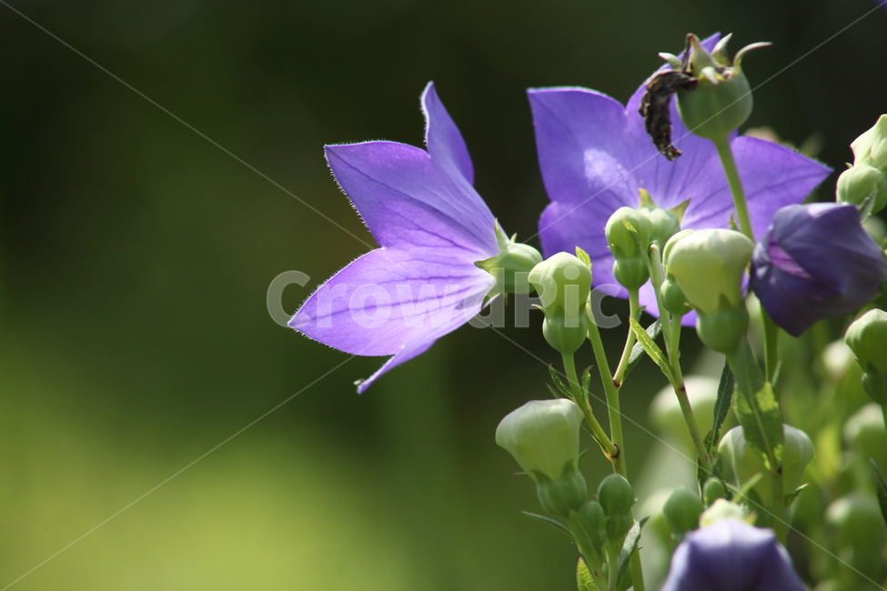 도라지,길경,꽃,도라지꽃,balloonflower