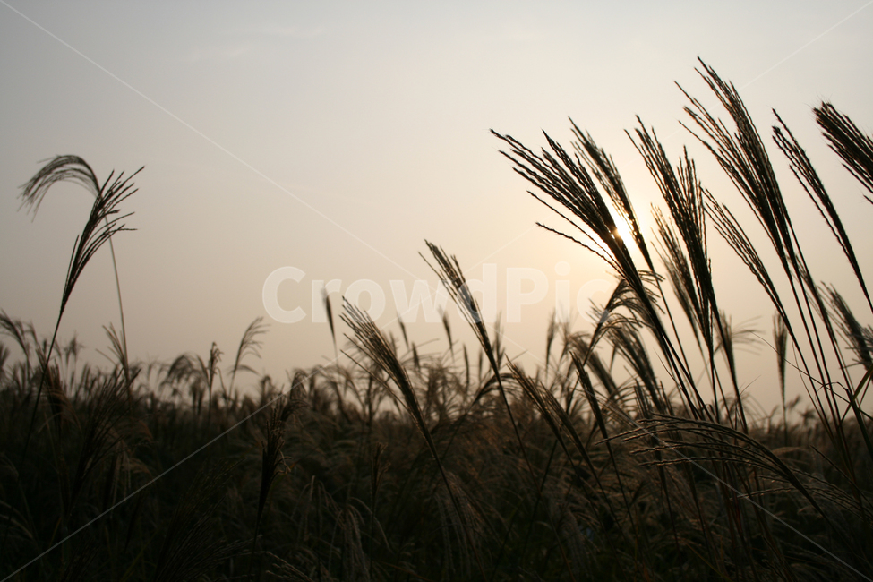 억새,억새풀,가을,하늘,바람,노을,가을,계절,fall,autumn,season,grass,잔디,plant,식물,lawn