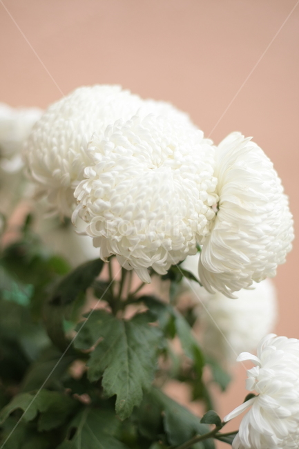 꽃,하얀꽃,식물,자연,근접꽃,식물,자연,plants,nature,꽃,flower