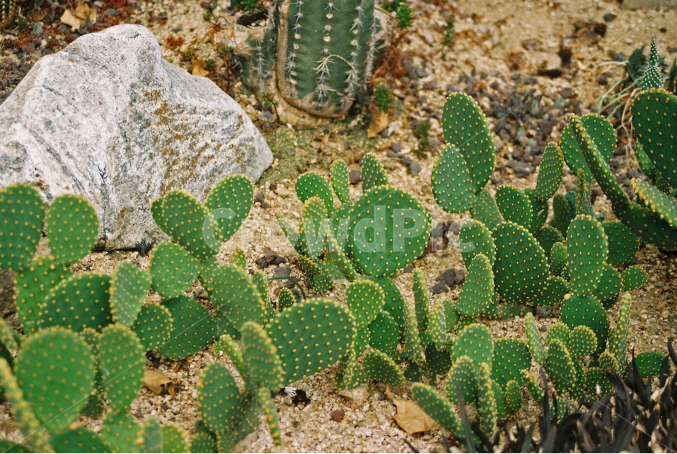 plant,식물,cactus,선인장,필카,필름카메라,식물원,식물,자연,plants,nature