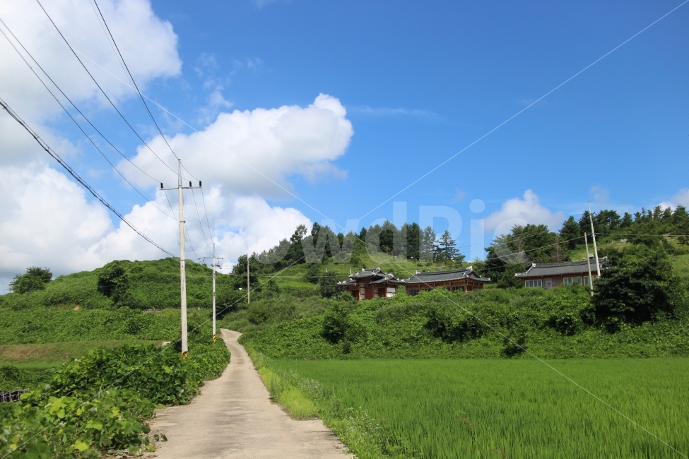 시골집,파란하늘,여름,초록,힐링,휴가,정겨운,할머니댁,자연,풍경,nature,landscape,시골,마을,country,rural,town,한국전통,한국문화,korean traditional,korean culture,outdoors,옥외