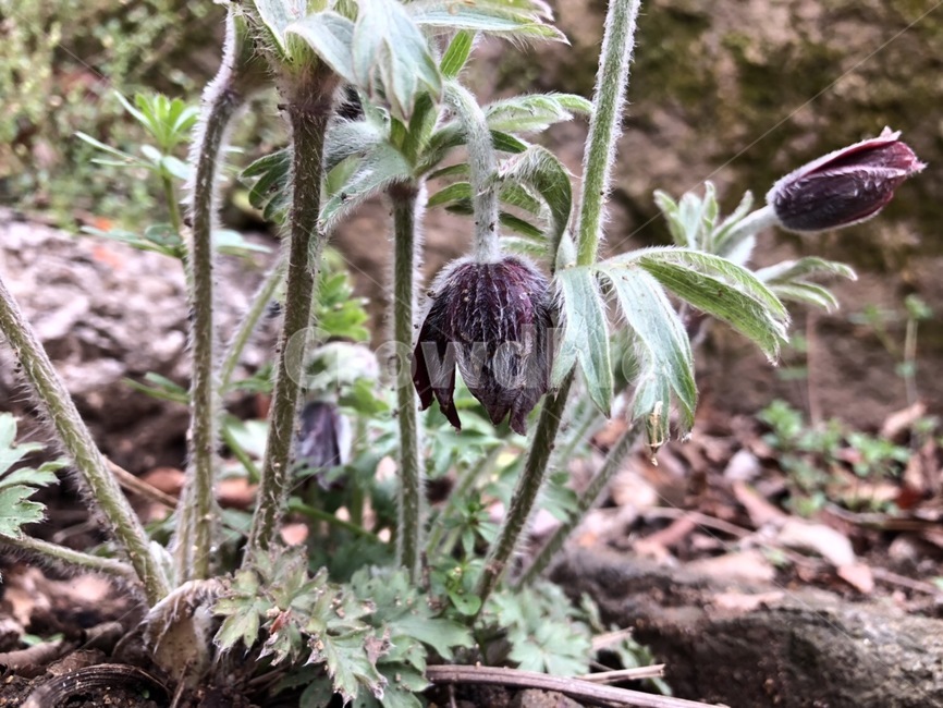 꽃,할미꽃,자연,풍경,flower