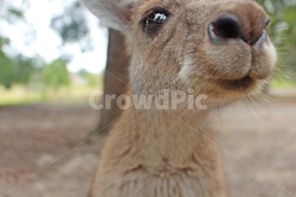 캥거루,kangaroo,모리셋,귀여운,moriset,동물,animal,포유류,mammal