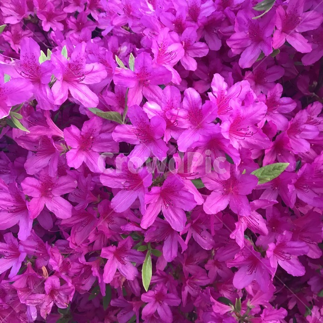 꽃,꽃잎,식물,봄,plant