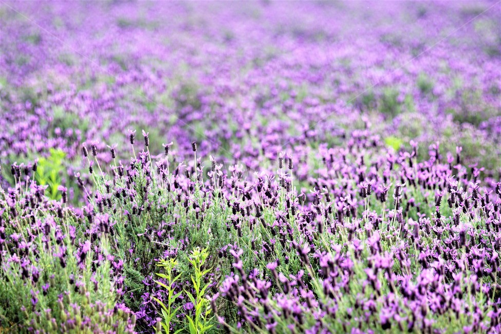라벤더,꽃,식물,보라색,자연,봄,nature,flower,purple,violet,spring,식물,자연,plants,nature,꽃,flower