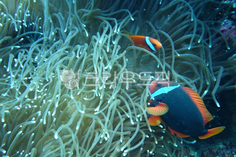 scuba diving,aquatic life,underwater,In the sea,Nemo,marine life