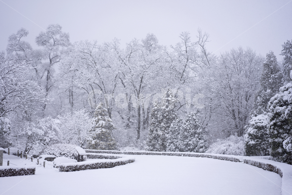 첫눈,겨울,눈,겨울수목원,눈꽃,계절,winter,snow,겨울,계절,winter,season,자연,풍경,nature,landscape,outdoors,옥외