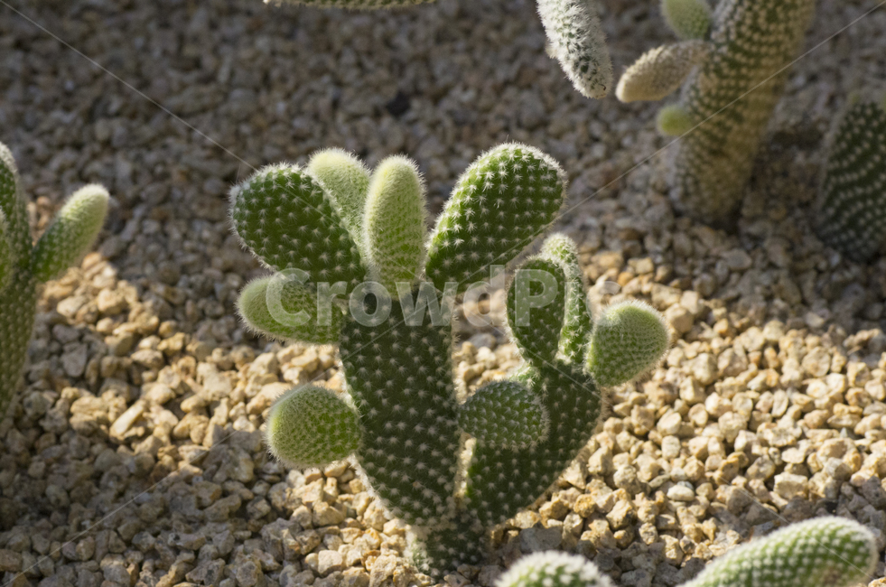 선인장,백도선,다육식물,다육이,가시,식물,자연,plants,nature
