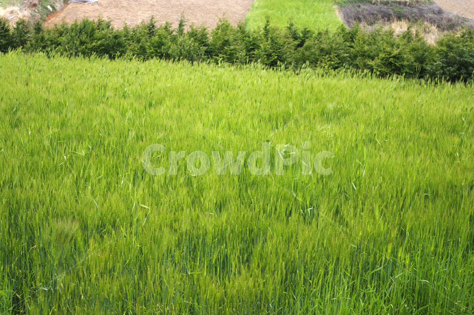청보리밭,보리밭,논,식물,plant,자연,nature,식물,자연,plants,nature