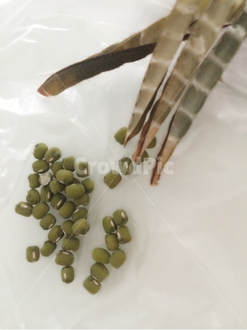 light green beans,seed,mung bean skin,green beans,green gram