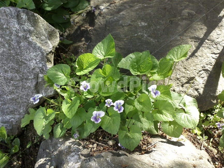 종지나물,자화지정,하연두,다년생초본식물,직립형식물,제비꽃과,식물,자연,plants,nature,꽃,flower
