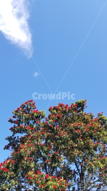 타우랑가,뉴질랜드,포후투카와,뉴질랜드크리스마스나무,pohutukawa,빨간꽃,tauranga,newzealand,자연,식물,plant,tree,나무,christmastree,크리스마스트리,sky,하늘