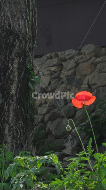 꽃,나무,돌담,붉은색,잡초,한송이,식물,자연,plants,nature,꽃,flower