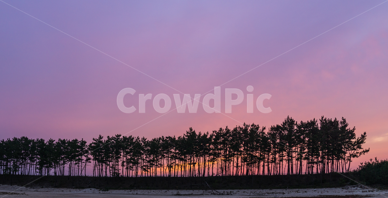 운여해변,솥밭,일몰,해변일몰,소나무,풍경,landscpae,nature,sunset,바다풍경,감성,노을,해질녘,서해안,자연,풍경,nature,landscape