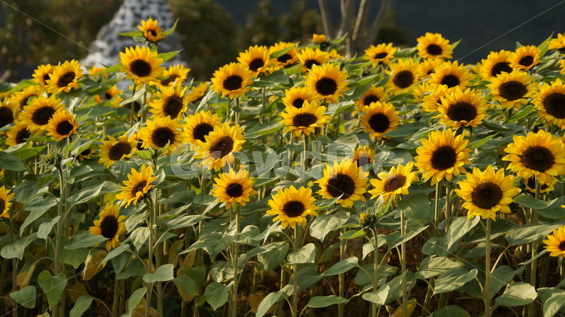 해바라기,꽃축제,식물,꽃길,자연,식물,자연,plants,nature,꽃,flower